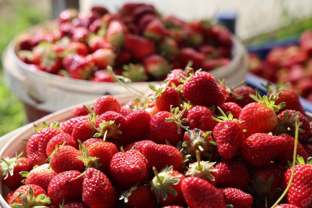 Kilosu 60 liradan gidiyor! Elazığ’da örtü altı ilk hasadı yapıldı... - Resim: 5