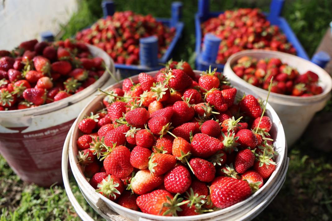 Kilosu 60 liradan gidiyor! Elazığ’da örtü altı ilk hasadı yapıldı... - Resim: 6