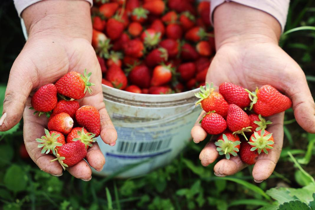 Kilosu 60 liradan gidiyor! Elazığ’da örtü altı ilk hasadı yapıldı... - Resim: 7