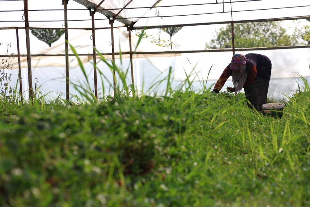 Kilosu 60 liradan gidiyor! Elazığ’da örtü altı ilk hasadı yapıldı... - Resim: 8