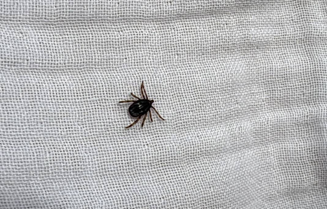 İnsandan insana kan ve vücut sıvılarıyla bulaşıyor. Uzmanlardan o şehirlerde yaşayanlara kritik uyarı - Resim: 5