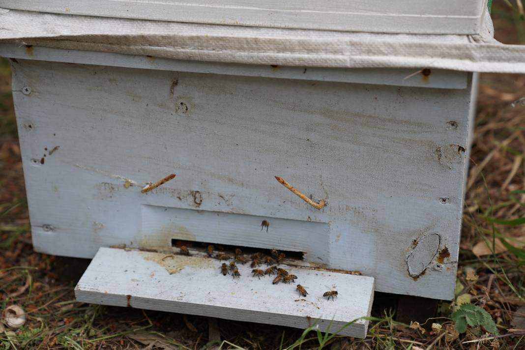 Adana'da yılın ilk bal hasadı başladı! Türkiye ikincisi... - Resim: 4