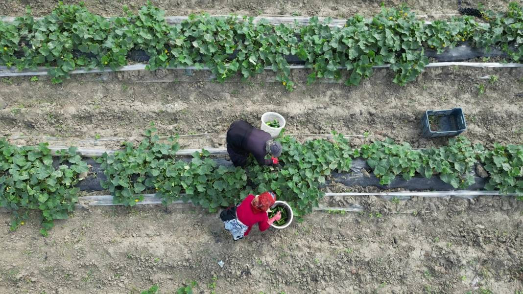 Sivilcelere iyi geliyor cildi tertemiz yapıyor. Hasadına başlanan mucizenin kilosu 30 lira - Resim: 2