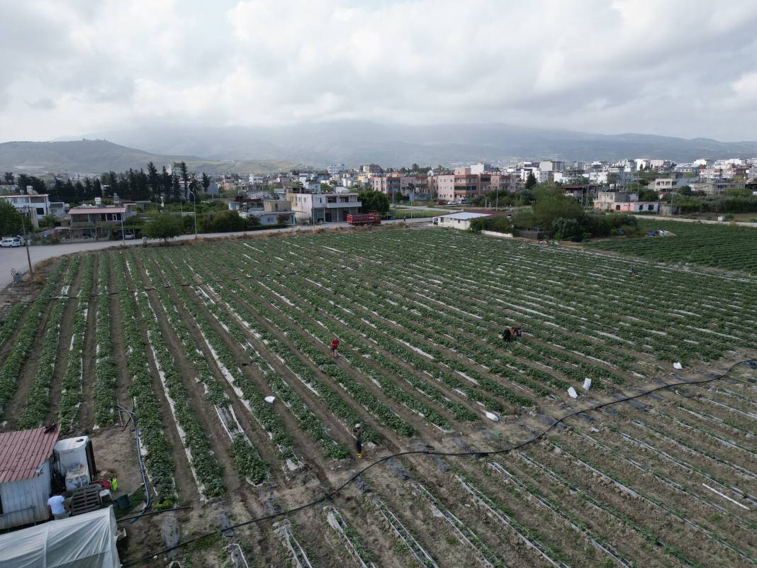 Sivilcelere iyi geliyor cildi tertemiz yapıyor. Hasadına başlanan mucizenin kilosu 30 lira - Resim: 1