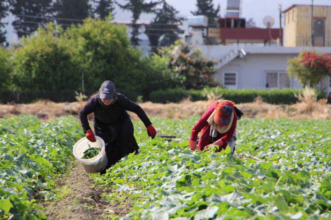 Sivilcelere iyi geliyor cildi tertemiz yapıyor. Hasadına başlanan mucizenin kilosu 30 lira - Resim: 6