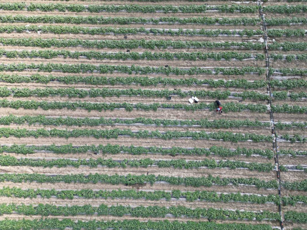 Sivilcelere iyi geliyor cildi tertemiz yapıyor. Hasadına başlanan mucizenin kilosu 30 lira - Resim: 4