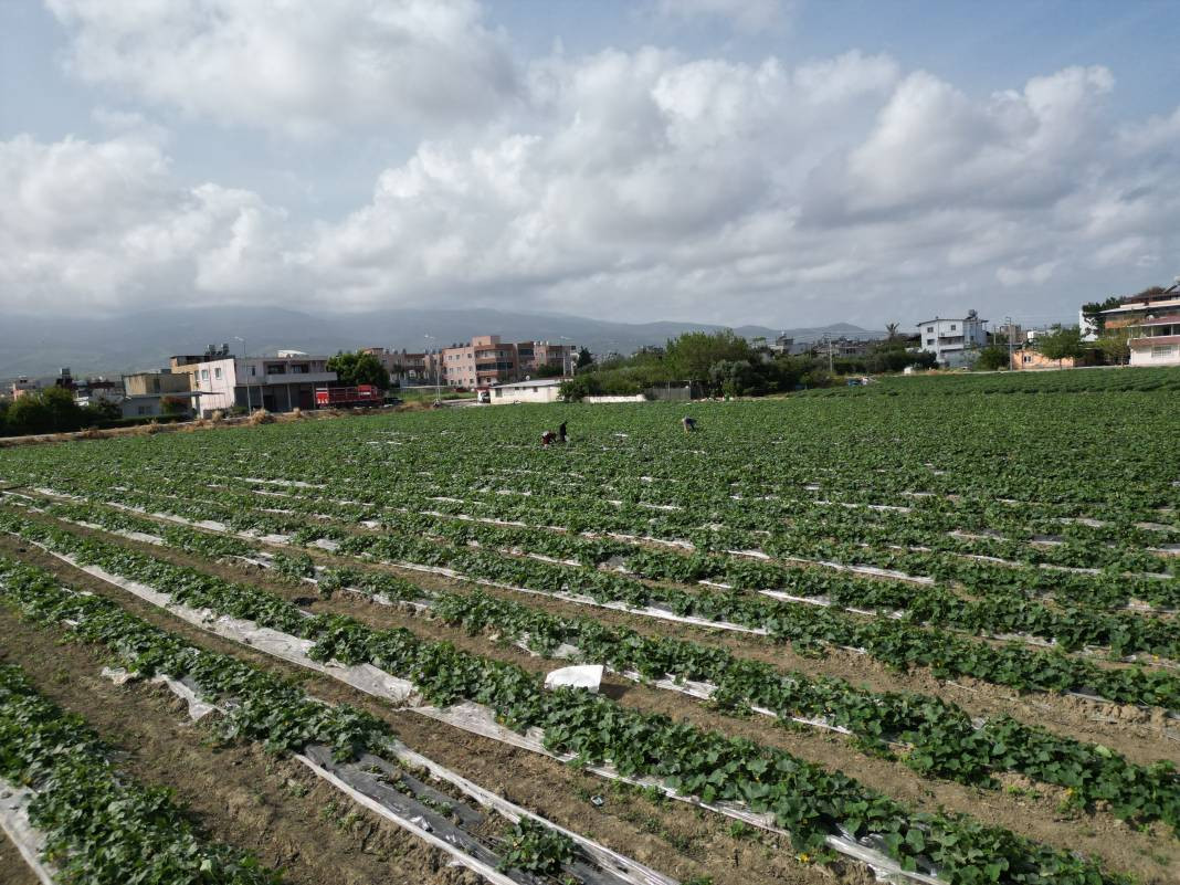 Sivilcelere iyi geliyor cildi tertemiz yapıyor. Hasadına başlanan mucizenin kilosu 30 lira - Resim: 5