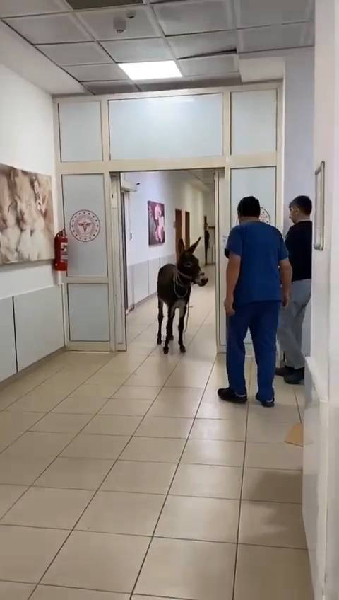 Polisten kaçan firari eşek soluğu acil serviste aldı - Resim: 1