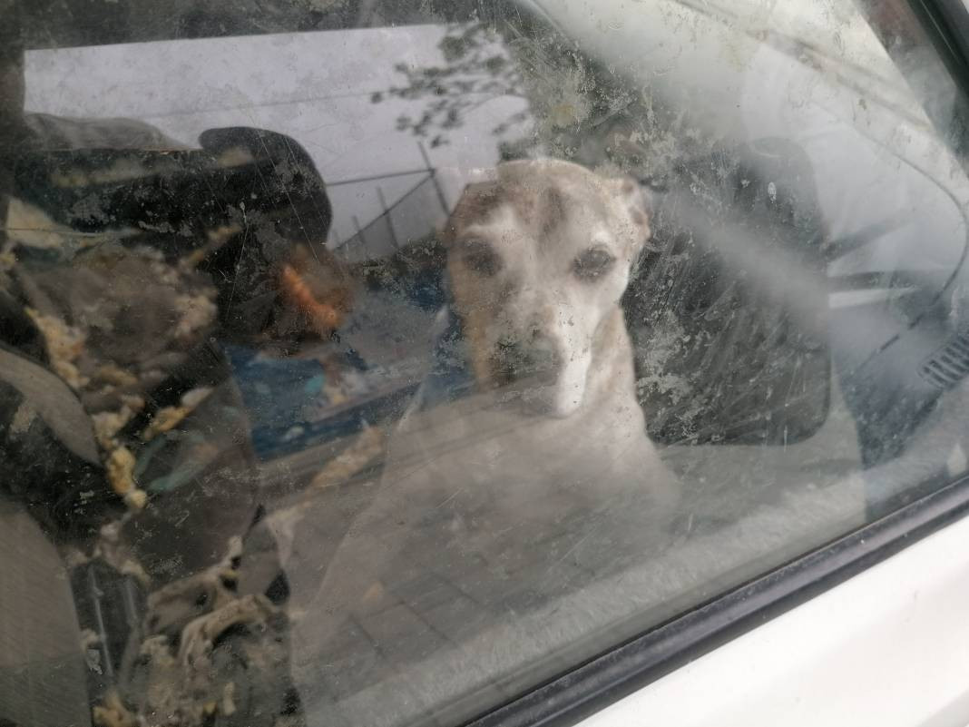 Aç bırakıldığı söylenen köpeğin sahibi konuştu 'İnsanlar hayal ediyor köpeğim yaşıyor' - Resim: 1