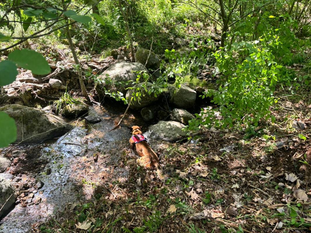 Korhan Hoca’nın kayıp kemikleri 3 kadavra arama köpeği ile aranıyor - Resim: 19