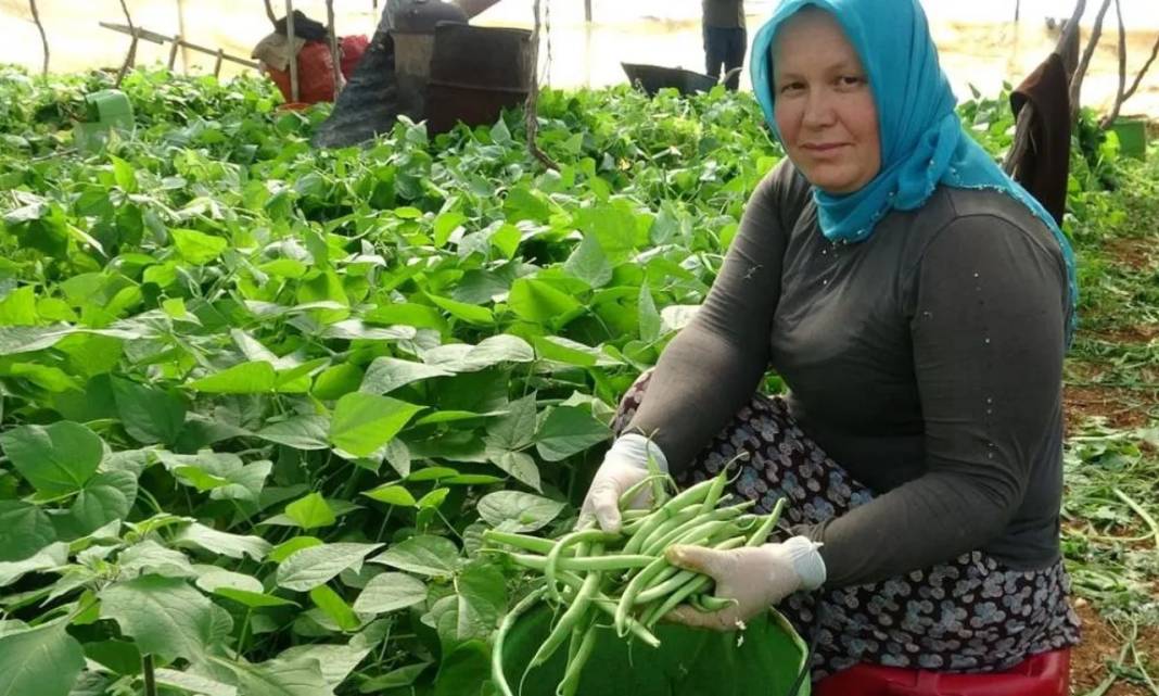 Üzümlerin altına ekiliyor yalnızca o ürün yetişiyor. Tek tek elle toplanıp pazarda 70 TL’ye satılıyor - Resim: 7
