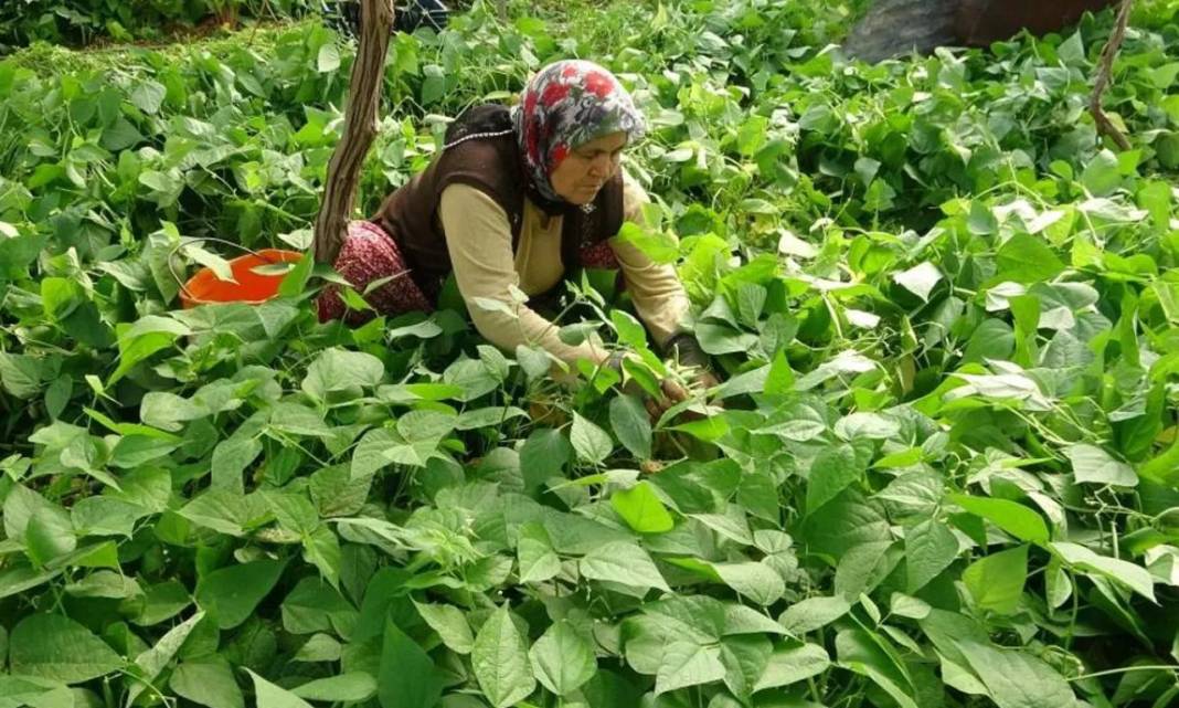 Üzümlerin altına ekiliyor yalnızca o ürün yetişiyor. Tek tek elle toplanıp pazarda 70 TL’ye satılıyor - Resim: 6
