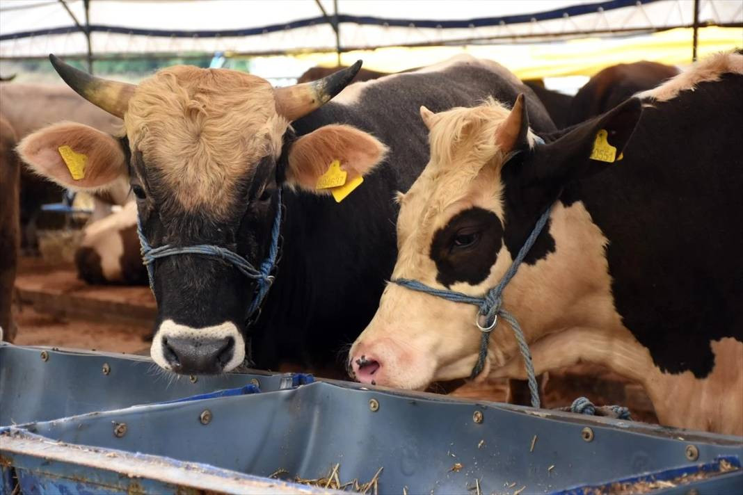 Büyükbaş hayvan almak hayal oldu. Kurbanlık fiyatları uçtu - Resim: 3