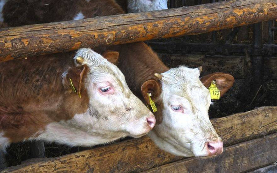 Büyükbaş hayvan almak hayal oldu. Kurbanlık fiyatları uçtu - Resim: 9