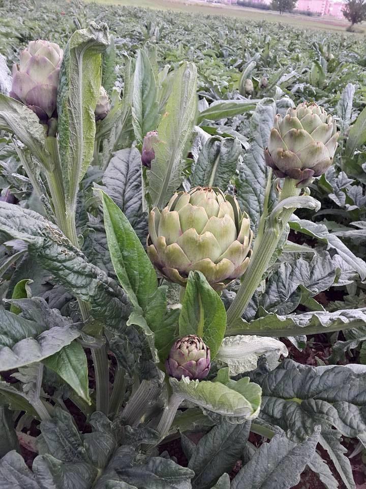 Bir yıl dikiyorlar beş yıl ürün alıyorlar. Çiftçilere örnek olacak ürün - Resim: 5