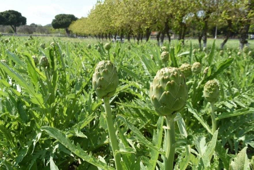 Bir yıl dikiyorlar beş yıl ürün alıyorlar. Çiftçilere örnek olacak ürün - Resim: 10
