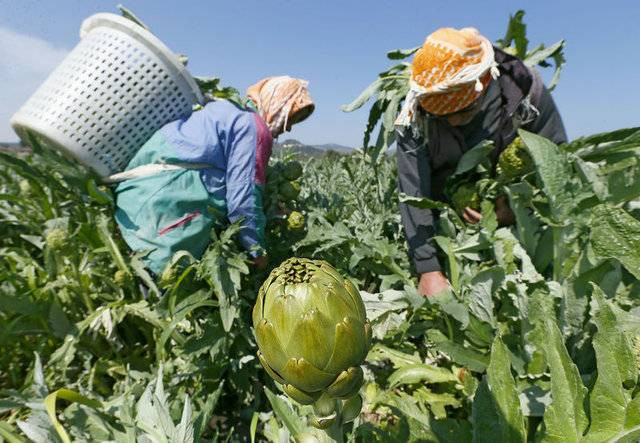 Bir yıl dikiyorlar beş yıl ürün alıyorlar. Çiftçilere örnek olacak ürün - Resim: 11