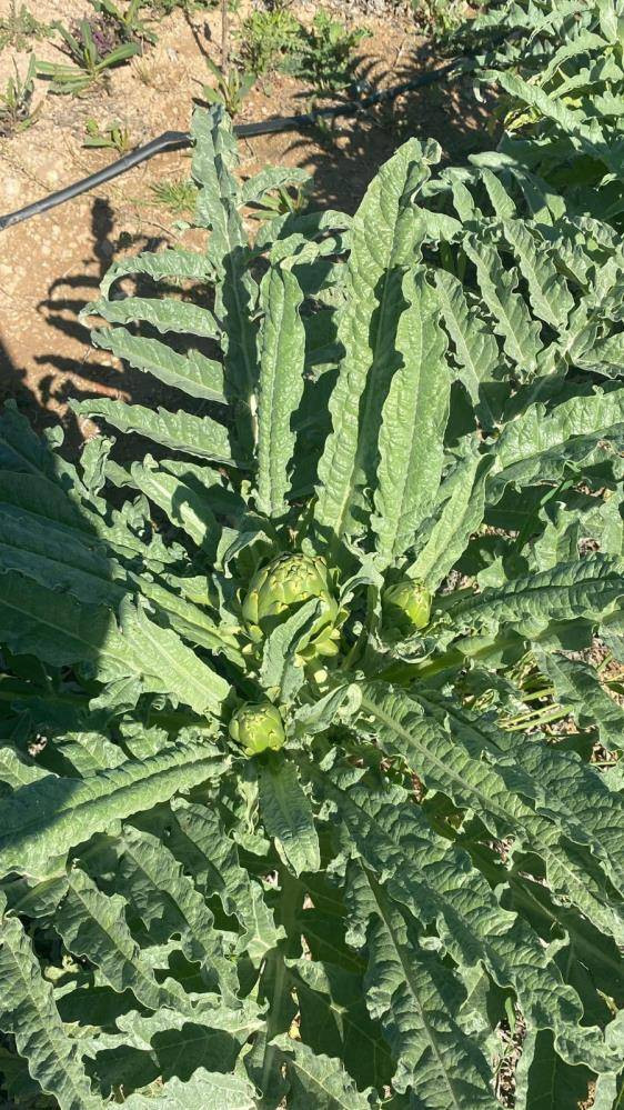 Bir yıl dikiyorlar beş yıl ürün alıyorlar. Çiftçilere örnek olacak ürün - Resim: 3