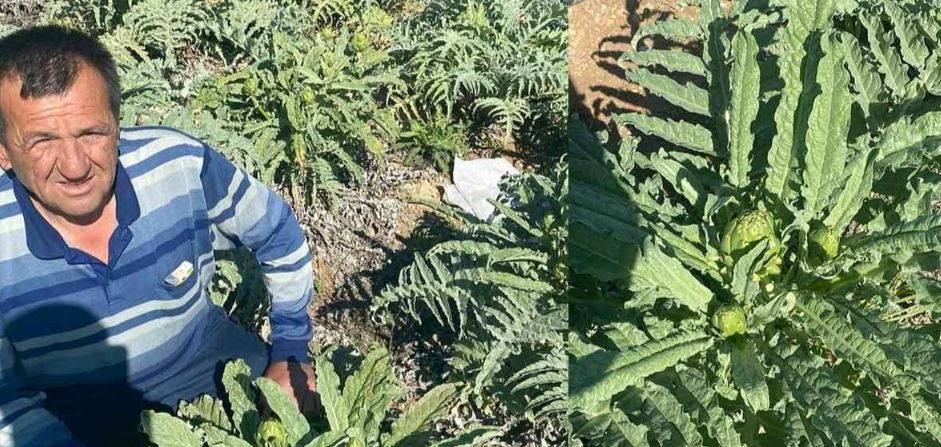 Bir yıl dikiyorlar beş yıl ürün alıyorlar. Çiftçilere örnek olacak ürün - Resim: 6