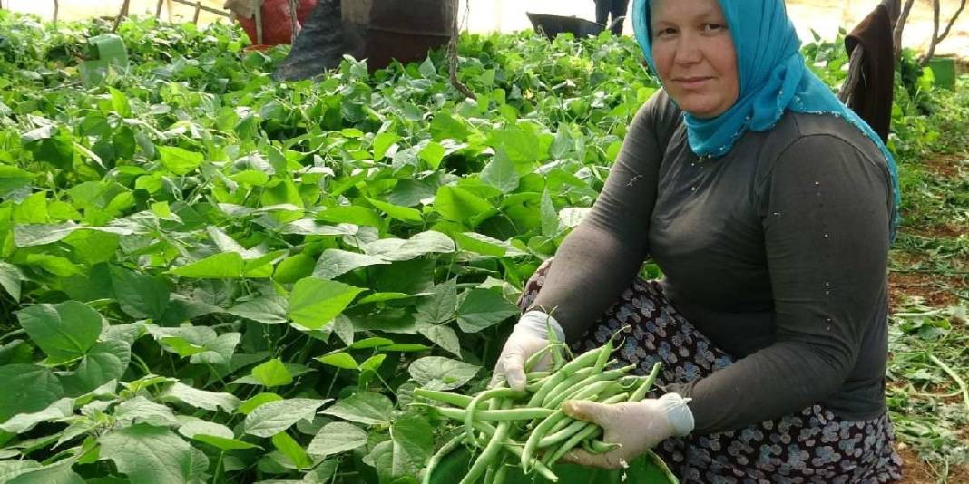 Üzümlerin altına ekiliyor yalnızca o ürün yetişiyor. Tek tek elle toplanıp pazarda 70 TL’ye satılıyor - Resim: 3