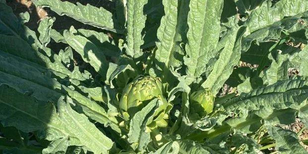 Bir yıl dikiyorlar beş yıl ürün alıyorlar. Çiftçilere örnek olacak ürün - Resim: 1