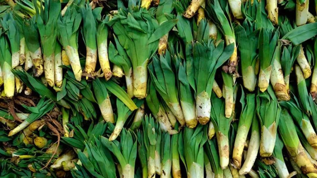 Yoğurtla karıştırıp yiyince bağırsakları motor gibi çalıştırıyor. Doğada kendiliğinden yetişiyor. 30 liradan satılıyor - Resim: 1