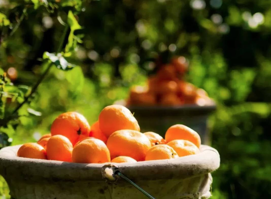 Dünyanın her yerine ihraç ediliyor. Türkiye birinci sırada. Sağlığa faydaları saymakla bitmiyor - Resim: 8