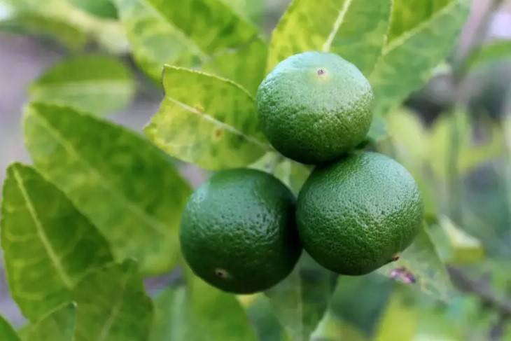 Dünyanın her yerine ihraç ediliyor. Türkiye birinci sırada. Sağlığa faydaları saymakla bitmiyor - Resim: 6