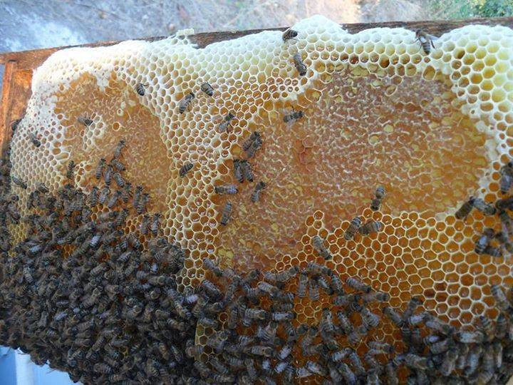 Adana'da yılın ilk bal hasadı başladı! Türkiye ikincisi... - Resim: 7