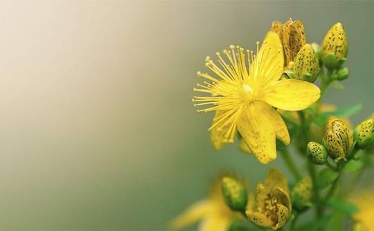 Antik Romalıların ve Yunanlıların şifa yağı. 2 damlası yetiyor aktarlarda kapış kapış satılıyor - Resim: 2