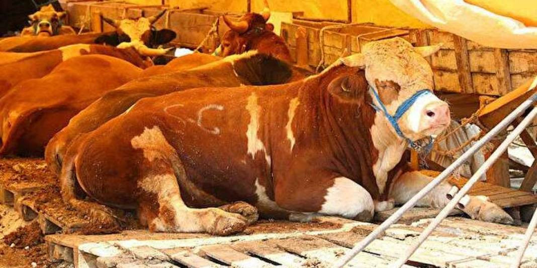 Büyükbaş hayvan almak hayal oldu. Kurbanlık fiyatları uçtu - Resim: 7