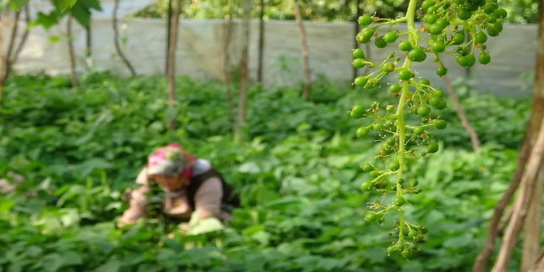 Üzümlerin altına ekiliyor yalnızca o ürün yetişiyor. Tek tek elle toplanıp pazarda 70 TL’ye satılıyor - Resim: 1