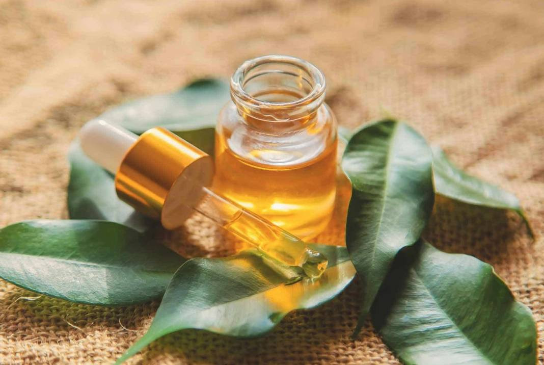 Çay ağacının bu faydaları sizi şaşırtacak - Resim: 2