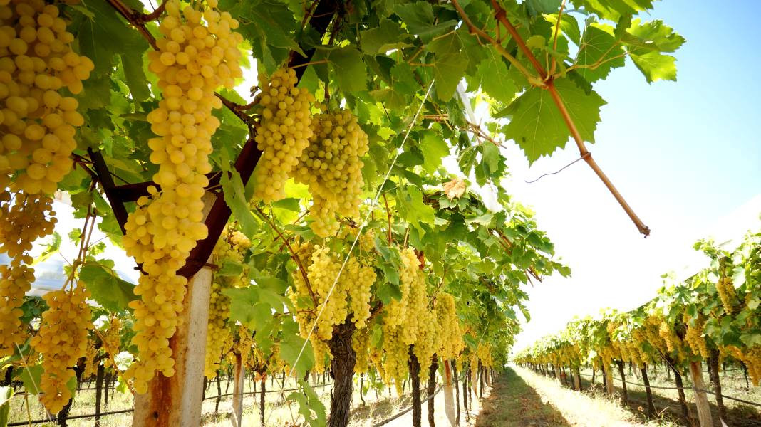 Üzümlerin altına ekiliyor yalnızca o ürün yetişiyor. Tek tek elle toplanıp pazarda 70 TL’ye satılıyor - Resim: 2