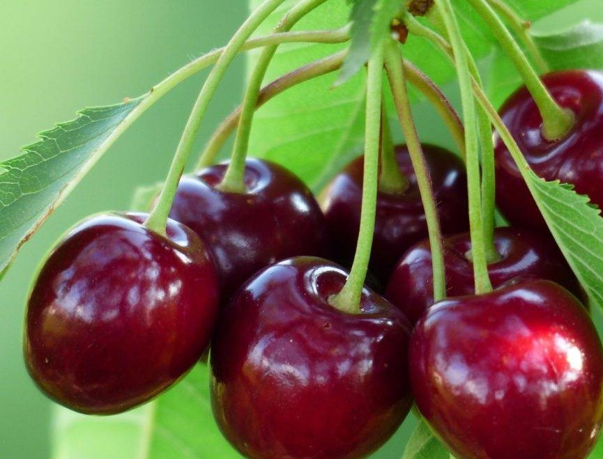 Ünlü Napolyon kirazı hasadı için geri sayım - Resim: 7