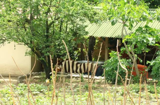 Tokat'taki bağ evi patlamasının altından yasak ilişki çıktı. 5'i asker 7 kişi yaralanmıştı - Resim: 1