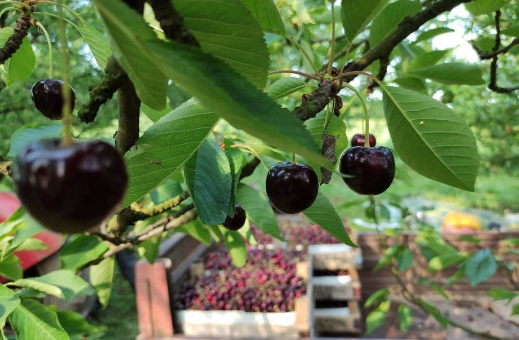 Ünlü Napolyon kirazı hasadı için geri sayım - Resim: 4