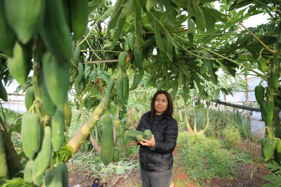 Eşi seviyor diye üretti, üç ülkeye satmaya başladı: Yılın 12 ayı meyve veriyor, getirisi çok yüksek - Resim: 2