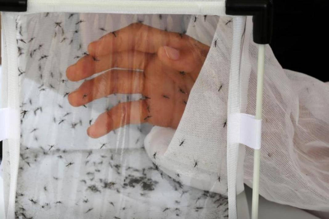 Dang humması vakaları gittikçe artıyor - Resim: 4