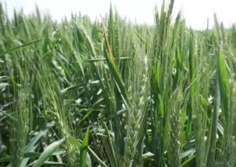 Çiftçinin kabusu oldu: Hububatı hastalığa sürüklüyor - Resim: 4