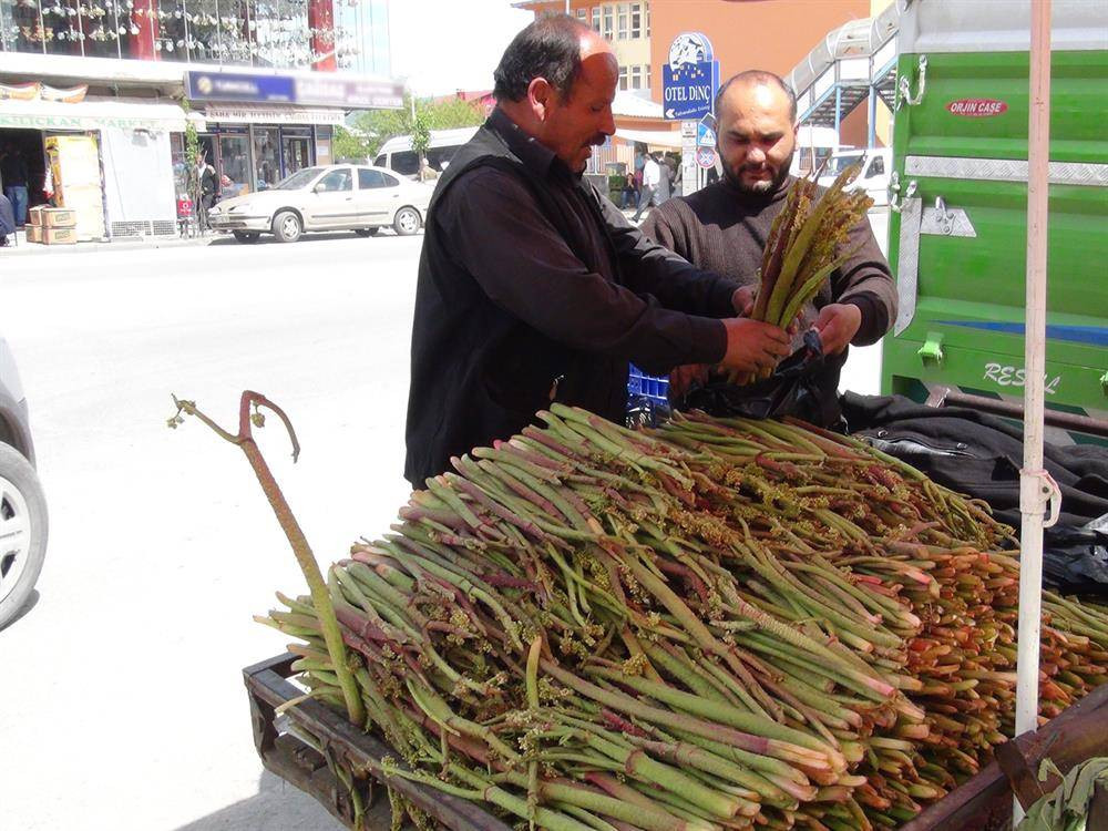 Kemik erimesini durduruyor kansere duvar örüyor. Köylüler bedava topluyor kilosunu 200 TL'ye satıyor - Resim: 18