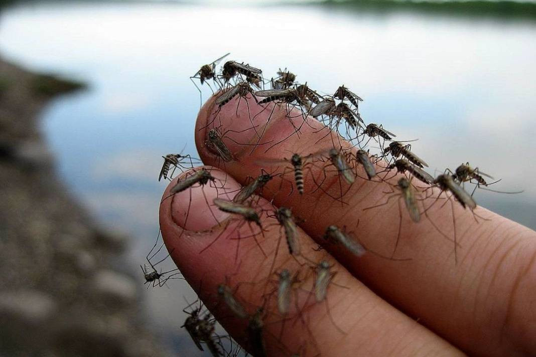 Bardağa doldurun sinekleri köşe bucak kaçırtın. Sineklerden kurtulmak hiç bu kadar basit olmadı - Resim: 6