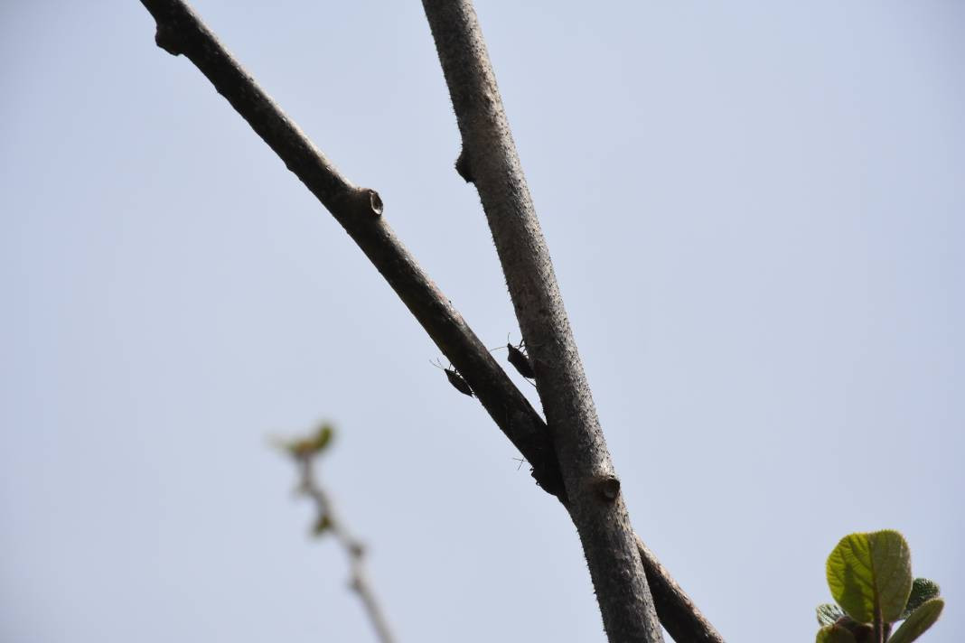 İlk olarak 2017 yılında görüldü, bölgede yayılmadığı il kalmadı - Resim: 13