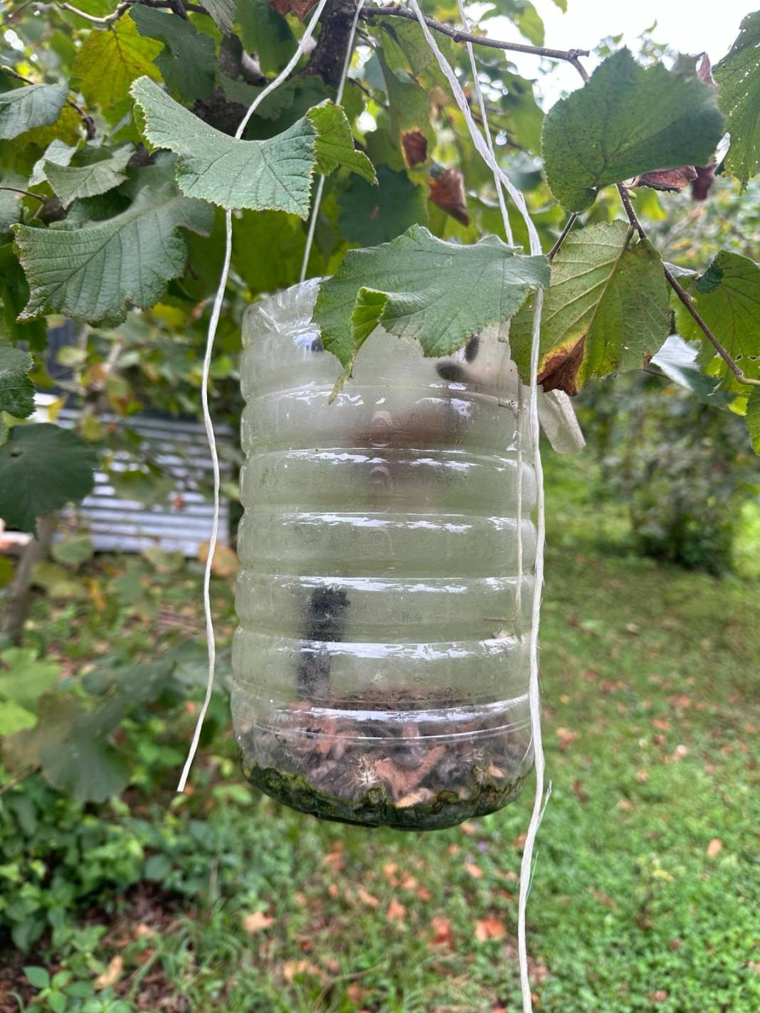 İlk olarak 2017 yılında görüldü, bölgede yayılmadığı il kalmadı - Resim: 10