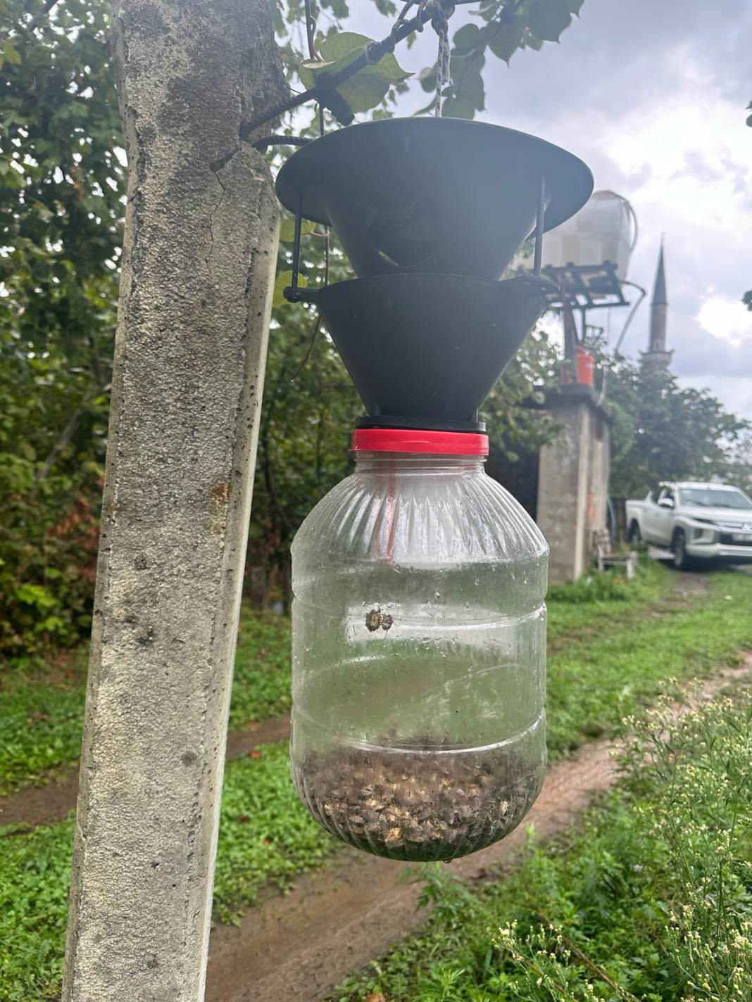 İlk olarak 2017 yılında görüldü, bölgede yayılmadığı il kalmadı - Resim: 6