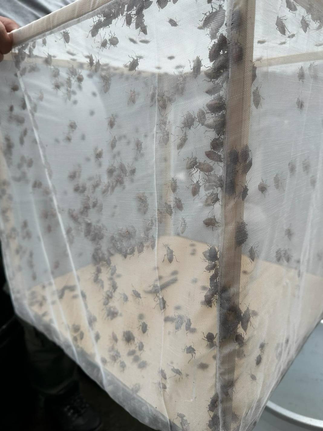 İlk olarak 2017 yılında görüldü, bölgede yayılmadığı il kalmadı - Resim: 4