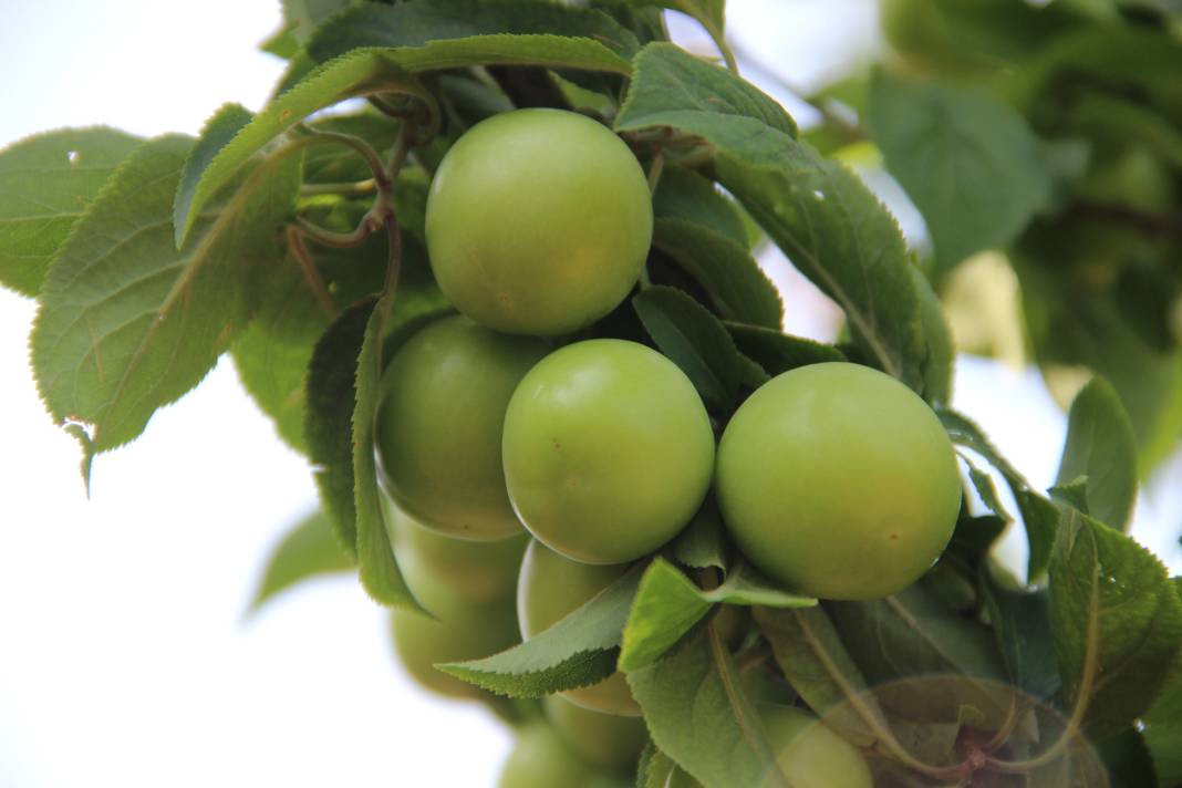 Kilosu 100 TL'ye kadar gidiyor. Hasadı bu sene erkenden başladı - Resim: 4