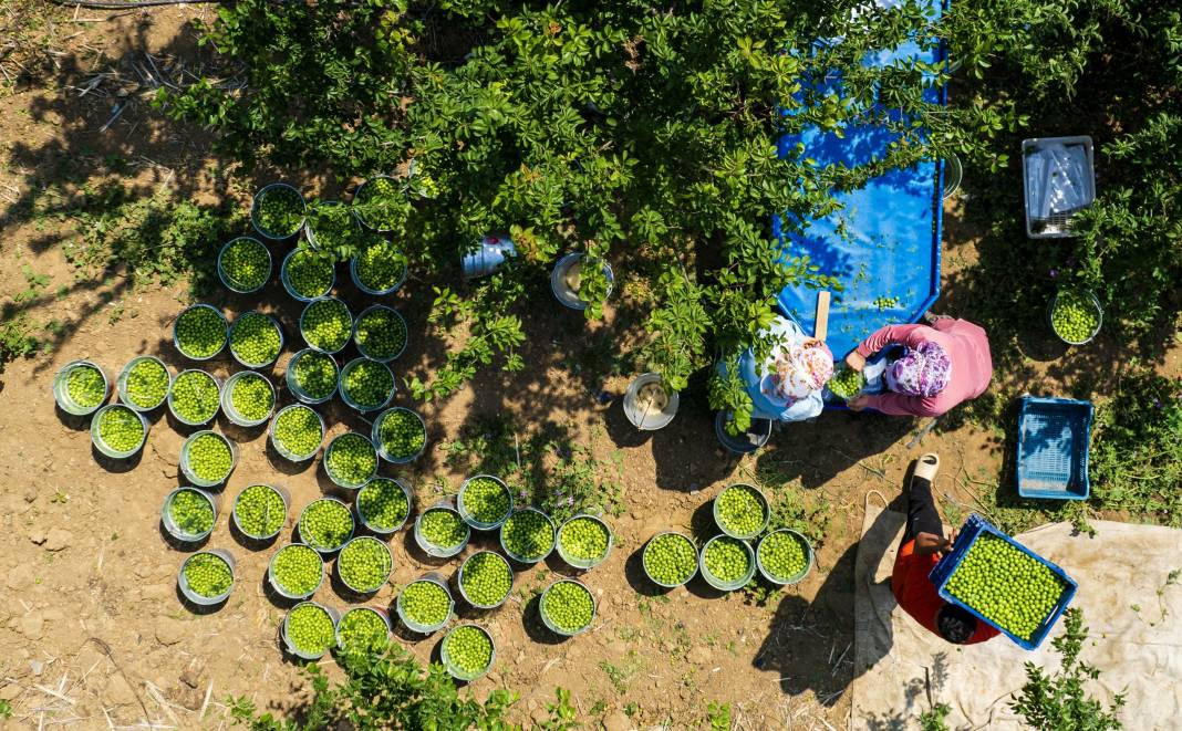 Kilosu 100 TL'ye kadar gidiyor. Hasadı bu sene erkenden başladı - Resim: 5