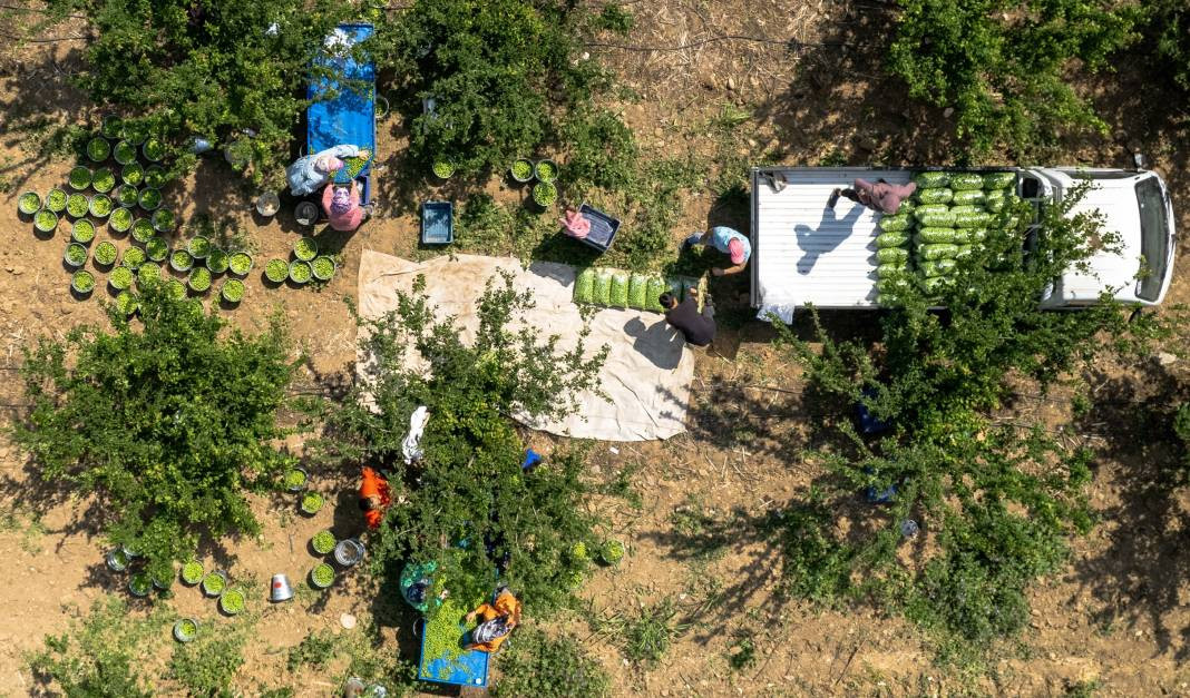 Kilosu 100 TL'ye kadar gidiyor. Hasadı bu sene erkenden başladı - Resim: 8