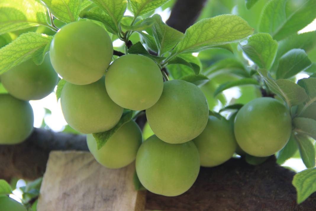 Kilosu 100 TL'ye kadar gidiyor. Hasadı bu sene erkenden başladı - Resim: 2